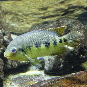Spotted tilapia - Pelmatolapia mariae