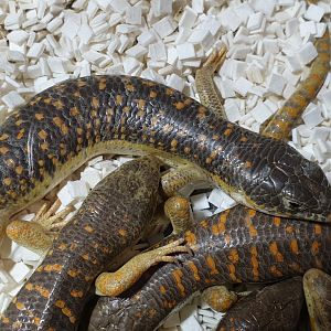 Schneider's skinks - Eumeces schneideri