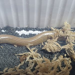 Braconnier's legless lizard - Pygomeles braconnieri