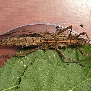 Tisamenus species "Palaui"