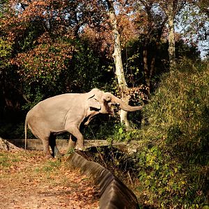Asian elephant bull in late autumn