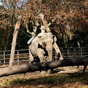 Asian elephant playing with his toy