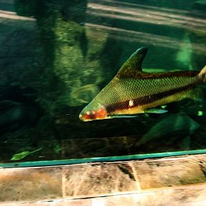 Chinese sailfin sucker in its courtship color