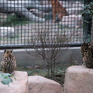 Leopard cats observing the Bengal tiger siblings next door