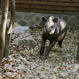 Running young South American tapir