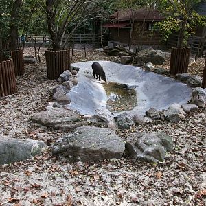 The new second tapir enclosure for the newly-independent youth