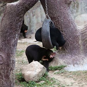Lin Lin the sun bear playing with his mother Wu Huan