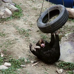 Lin Lin the sun bear playing with tire