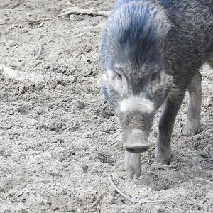 visayan warty pig