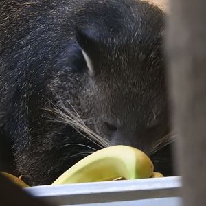 eating binturong