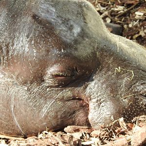 sleeping pygmy hippo