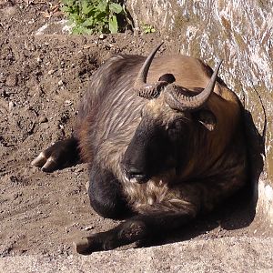Mishmi Takin, Darjeeling Zoo