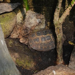 NC Zoo - Unknown Tortoise