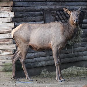 Rocky Mountain wapiti - hind