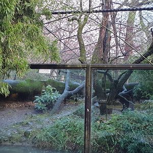 Enclosure North-Chinese leopard