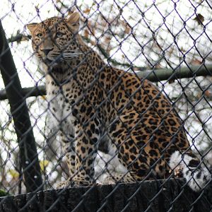 North- Chinese leopard