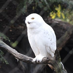 Snowy owl