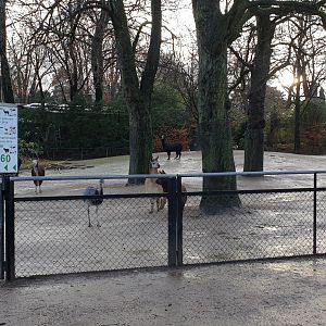 Alpaca - Rhea enclosure