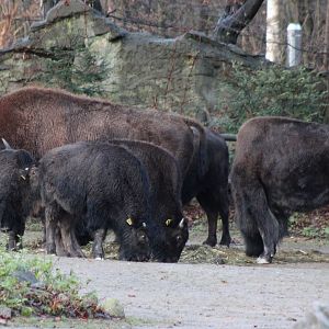 American bisons