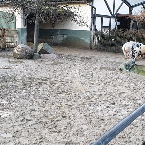 Bentheimer country pig - enclosure