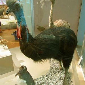 Southern Cassowary