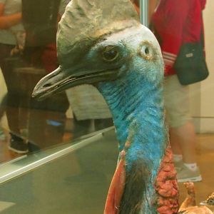 Southern Cassowary Closeup