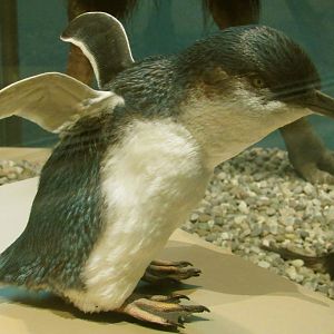 Little Blue Penguin