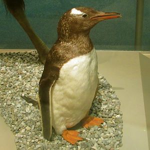 Gentoo Penguin