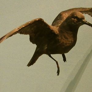 Short-Tailed Shearwater