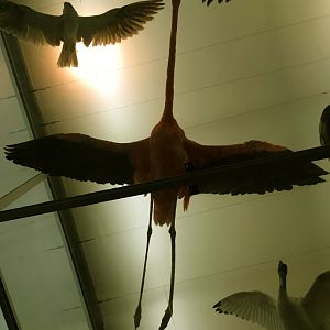 American Flamingo View Beneath