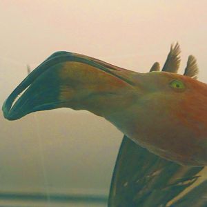 American Flamingo Head View