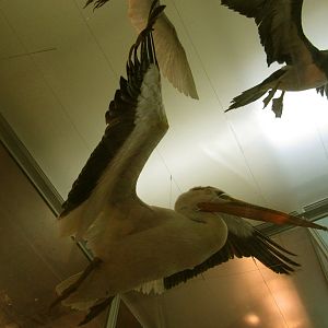 American White Pelican