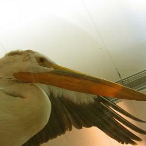 American White Pelican Closeup