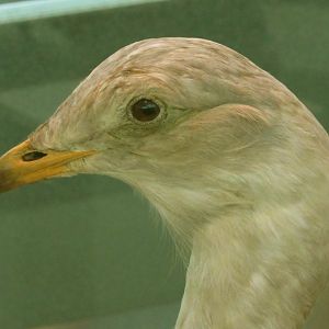 Great Bustard Closeup