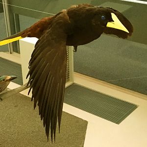 Crested Oropendola