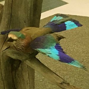 Lilac-Breasted Roller
