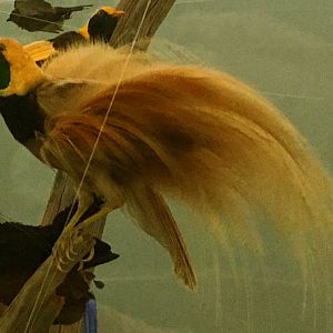 Greater Bird of Paradise