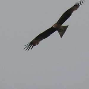 Black kite