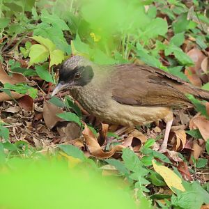 Masked laughingthrush