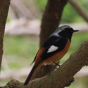 Daurian redstart