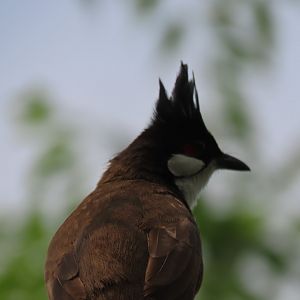 Red eared bulbul