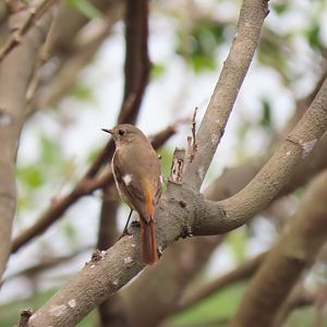 Daurian redstart (female)