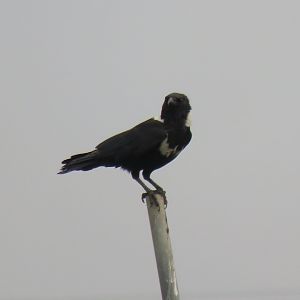 Collared crow