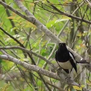Oriental magpie robin