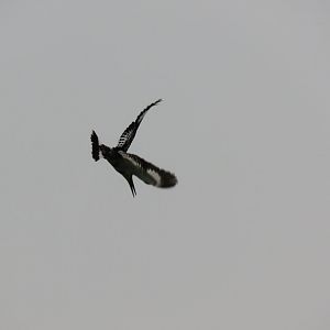 Pied kingfisher