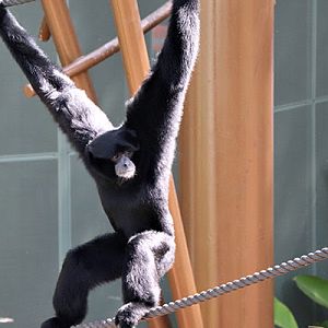 Siamang in High Canopy Habitat