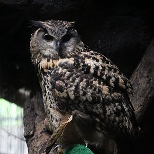 Eurasian Eagle-Owl