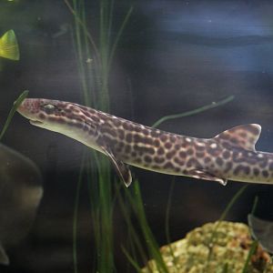 Omaha- Catshark ID