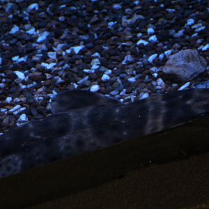 Omaha- Bamboo? Shark ID