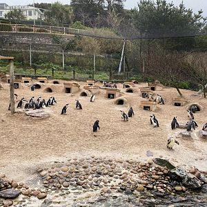 Penguin Shore 160220